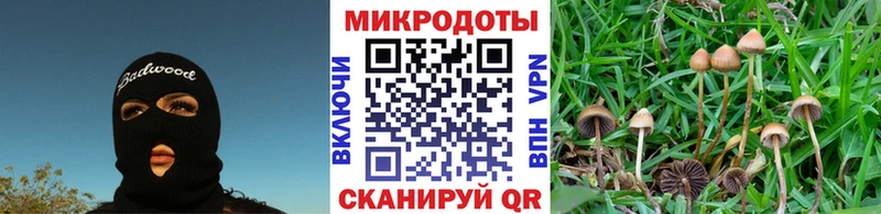 Галлюциногенные грибы Psilocybine cubensis  Серафимович 